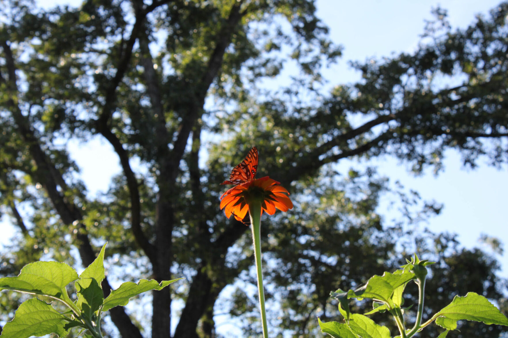220913_MDV_WestBroadCommunityGarden0021.jpg
